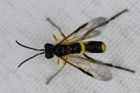 Tenthredo temula