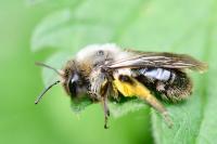Andrena vaga