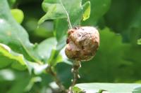 Biorhiza pallida