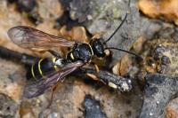 Argogorytes mystaceus