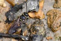 Argogorytes mystaceus