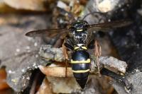 Argogorytes mystaceus