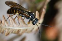 Strongylogaster multifasciata