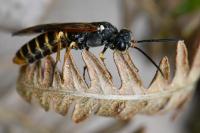 Strongylogaster multifasciata