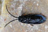 Phymatocera aterrima
