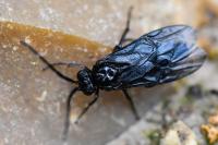 Phymatocera aterrima