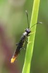 Calameuta pygmaea