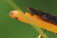 Calameuta pygmaea