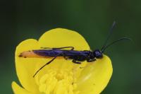 Calameuta pygmaea