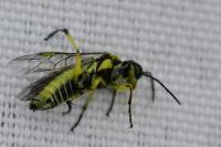 Cytisogaster picta