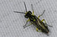 Cytisogaster picta