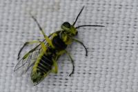 Cytisogaster picta