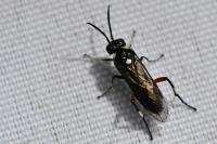 Macrophya punctumalbum