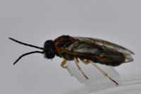 Mesoneura opaca