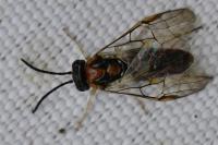 Mesoneura opaca