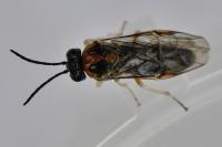 Mesoneura opaca