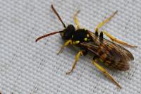 Nomada succincta