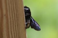 Xylocopa