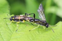 Macrophya montana