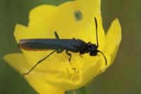 Calameuta pygmaea