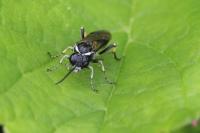 Macrophya