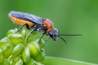 Dolerus aericeps