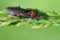 Dolerus aericeps