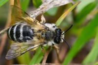 Andrena gravida