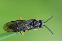 Dolerus