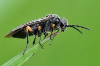 Dolerus