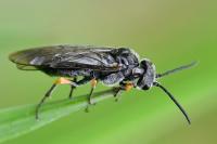 Dolerus