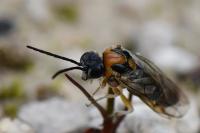Mesoneura opaca