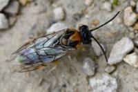 Mesoneura opaca