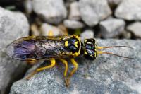 Pamphilius gyllenhali