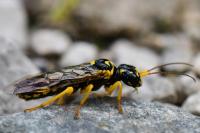 Pamphilius gyllenhali