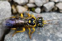 Pamphilius gyllenhali