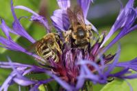 Halictus scabiosae