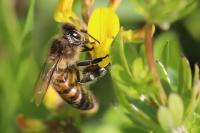 Apis mellifera