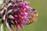 Apis mellifera