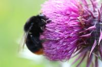 Bombus lapidarius