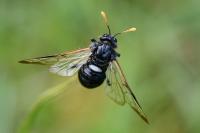 Cimbex femoratus