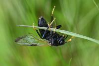 Cimbex femoratus