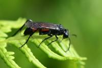 Macrophya annulata