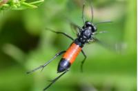 Macrophya annulata