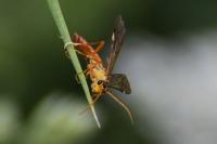 Tenthredopsis litterata
