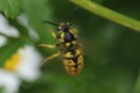 Vespula germanica