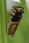 Vespula germanica