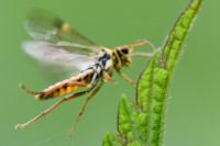 Aglaostigma fulvipes