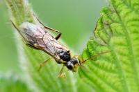 Aglaostigma fulvipes