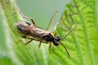 Aglaostigma fulvipes